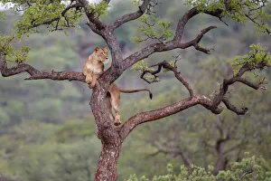 Lioness (Panthera leo) on the lookout for prey in a tree, Zimanaga Private Game Reserve Lioness (Panthera leo) on the lookout for prey in a tree, Zimanaga Private Game Reserve
