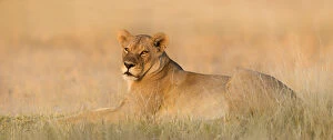 Chitabe Camp Gallery: A Lioness (Panthera leo) lying on the edge of the savannah in golden light, Botswana