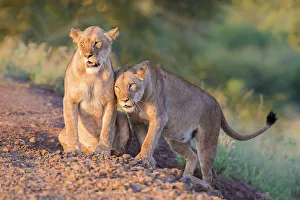 Two Lionesses (Panthera leo) socializing, Zimanga Private Game Reserve, Mkuze Two Lionesses (Panthera leo) socializing, Zimanga Private Game Reserve, Mkuze