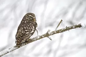 Little Owl (Athene Noctua) perched on a branch in the snow, Noordeinde, Gelderland, the Netherlands
