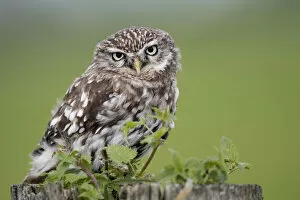 Little Owl (Athene noctua) perched on a pole looking at camera, Noordeinde, Gelderland, the Netherlands