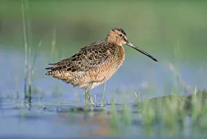 Images Dated 22nd May 1998: Long-billed Dowitcher (Limnodromus scolopaceus) in breeding plumage, North America
