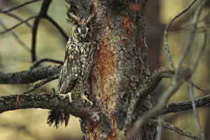 Images Dated 26th February 1998: Long-eared Owl (Asio otus) perched in tree, circumpolar species, British Columbia, Canada
