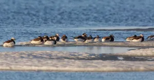 Long-tailed Duck (Clangula Hyemalis), group resting on the tundra, North Slope Long-tailed Duck (Clangula Hyemalis), group resting on the tundra, North Slope