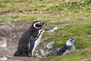 Magellanic Penguin (Spheniscus magellanicus) parent with chick at nest, Falkland Islands