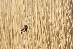 One male Bluethroat (Luscinia svecica) perched in Reed, singing, gelderland, the Netherlands