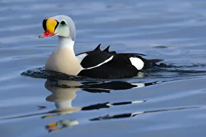 Male King Eider (Somateria spectabilis) swimming, Norway Male King Eider (Somateria spectabilis) swimming, Norway