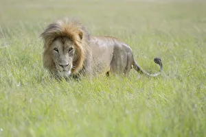 Male Lion (Panthera leo) standing on savanna, Masai Mara National Reserve, Kenya Male Lion (Panthera leo) standing on savanna, Masai Mara National Reserve, Kenya