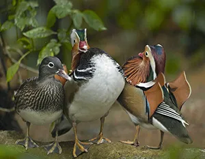 Mandarin Duck (Aix galericulata) males competing over female, Jurong Bird Park, Singapore Mandarin Duck (Aix galericulata) males competing over female, Jurong Bird Park, Singapore