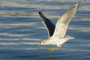 Mew Gull (Larus canus brachyrhynchus) flying, Alaska, USA Mew Gull (Larus canus brachyrhynchus) flying, Alaska, USA