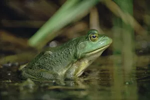 Images Dated 22nd May 1998: Montevideo Treefrog (Hyla pulchella), Ontario, Canada