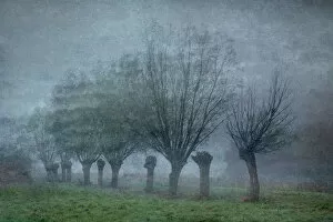 Creative Photography Gallery: Moody landscape with pollared willows