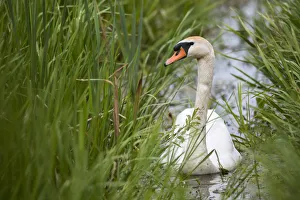 Mute swan (Cygnus olor) in channel amongst grasses, Tartu region, Estonia, Estonia Mute swan (Cygnus olor) in channel amongst grasses, Tartu region, Estonia, Estonia