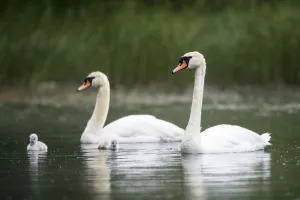 Mute swans (Cygnus olor) with cygnets at edge of lake, Tartu region, Estonia, Tartu region Mute swans (Cygnus olor) with cygnets at edge of lake, Tartu region, Estonia, Tartu region
