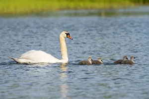 Mute swans (Cygnus olor) with cygnets on lake, Tartu region, Estonia, Tartu region Mute swans (Cygnus olor) with cygnets on lake, Tartu region, Estonia, Tartu region