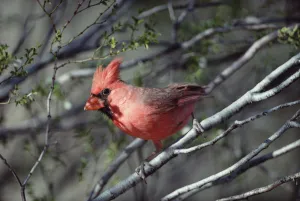 Images Dated 22nd May 1998: Northern Cardinal (Cardinalis cardinalis) close-up, alert and perching on twig, North