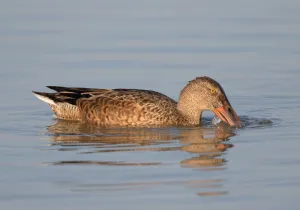 Northern Shoveler (Anas clypeata) male foraging, Oostvaardersplassen, The Netherlands Northern Shoveler (Anas clypeata) male foraging, Oostvaardersplassen, The Netherlands