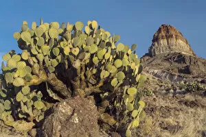 Cerro Gallery: Opuntia (Opuntia sp) cactus, Cerro Castellan, Big Bend National Park, Texas