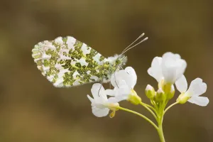 Orange Tip male (Anthocharis cardamines) resting on a Cuckoo Flower (Cardamine pratensis) Orange Tip male (Anthocharis cardamines) resting on a Cuckoo Flower (Cardamine pratensis)