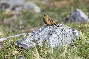 Images Dated 21st February 2022: Ortolan Bunting (Emberiza hortulana) male singing on top of a rock, Sierra de Gredos