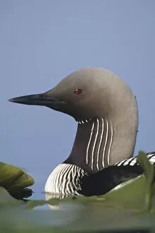 Images Dated 12th December 2006: Pacific Loon (Gavia pacifica) adult portrait, North America