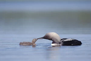 Birds Gallery: Pacific Loon (Gavia pacifica) parent feeding chick, North America