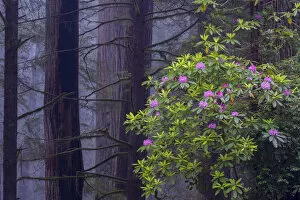 Images Dated 21st March 2016: Pacific Rhododendron (Rhododendron macrophyllum) flowering in old growth Coast Redwood