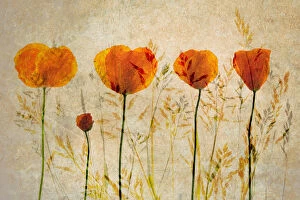Deel de Natuur Gallery: Photographic impression of Red Poppy flowers