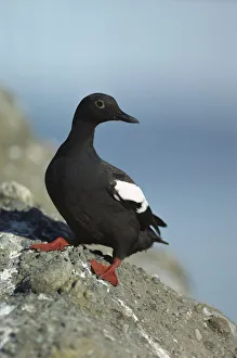 Images Dated 22nd May 1998: Pigeon Guillemot (Cepphus columba) standing on coastal rock, North America