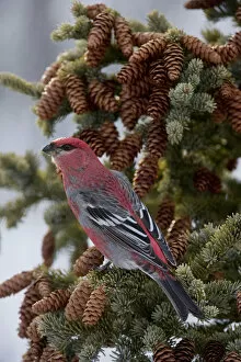 Birds Gallery: Pine Grosbeak (Pinicola enucleator), Alaska