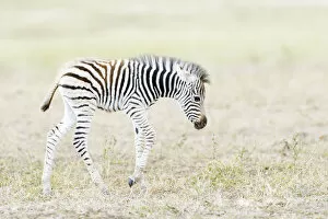 Plant Eater Gallery: Plains zebra (Equus quagga) foal walking on savanna, Kruger National Park, South Africa