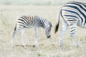 Plant Eater Gallery: Plains zebra (Equus quagga) mother and child on savanna, Kruger National Park