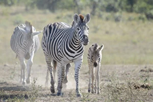 Plant Eater Gallery: Plains Zebra (Equus quagga) mother and foal walking on savanna, Kruger National Park