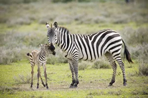 Plains Zebra (Equus quagga) with new born calf, Tanzania