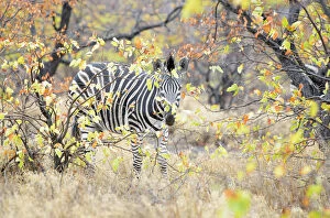 Saxicola Gallery: Plains Zebra (Equus quagga) walking trough foliage, Kruger National Park, South Africa