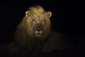 Portrait of a Lion (Panthera leo) at night, South Luangwa National Park, Zambia Portrait of a Lion (Panthera leo) at night, South Luangwa National Park, Zambia