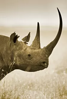 Black Rhinoceros Collection: Side profile of Black Rhinoceros (Diceros bicornis) portrait, Kenya