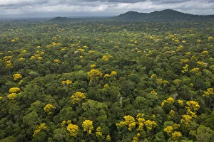 Rainforest canopy showing flowering trees, Guyana