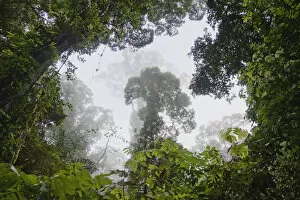Rainforest overhead, Danum Valley, Malaysia