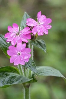 Red Campion (Silene dioica) covered with rain drops in close up, Duinen van Texel