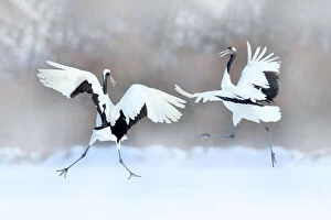 Images Dated 21st February 2022: Red-crowned Crane (Grus japonensis) pair dancing in snow, Hokkaido, Japan