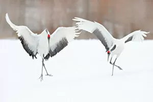 Images Dated 21st February 2022: Red-crowned Crane (Grus japonensis) pair dancing in snow, Hokkaido, Japan