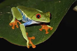 Red-eyed Tree Frog (Agalychnis callidryas), Costa Rica