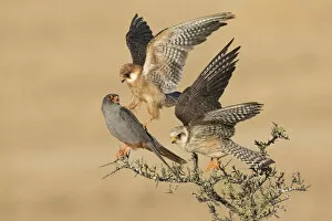 Threatened Species Gallery: Two Red-footed Falcon (Falco vespertinus) adult females and one male on top of a bush, Tal Shachar
