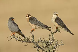Threatened Species Gallery: Red-footed Falcon (Falco vespertinus) male, female and juvenile perched on top of a bush