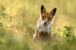 Red Fox (Vulpes vulpes) staring at the camera, Amsterdamse Waterleidingduinen