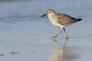 Red Knot Gallery: Red Knot (Calidris canutus) walking along the shoreline, beach IJmuiden, The Netherlands