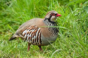 Red-legged Partridge (Alectoris rufa) foraging in the grass, Yorkshire Dales National Park