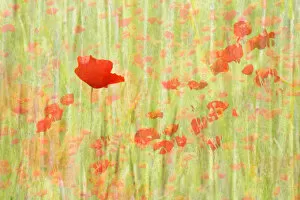 Deel de Natuur Gallery: Red Poppies flowering in a field