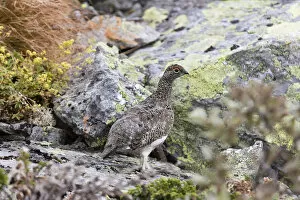 Images Dated 25th December 2016: rock ptarmigan (Lagopus muta) in summer plumage standing on lichen covered rock, Hemsedal